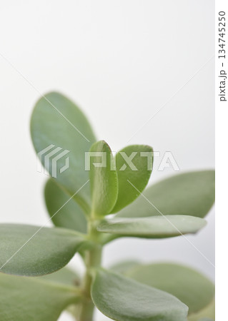 金のなる木 134745250