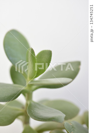 フチベニベンケイ 134745251