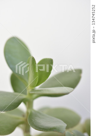 縁紅弁慶 縁紅弁慶 134745252