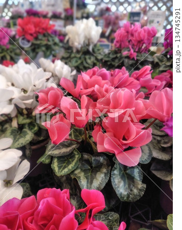 シクラメンの鉢植えが並ぶ温室 134745291