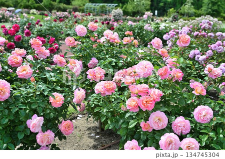 長岡丘陵公園のバラ園(新潟県) 長岡丘陵公園のバラ園(新潟県) 134745304