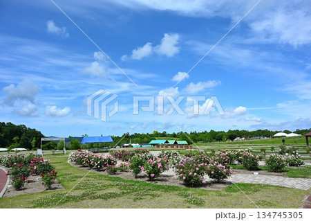 長岡丘陵公園のバラ園(新潟県) 長岡丘陵公園のバラ園(新潟県) 134745305