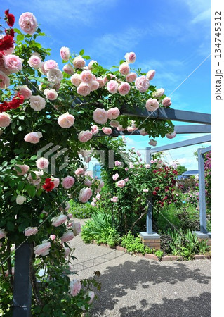 長岡丘陵公園のバラ園（新潟県） 134745312
