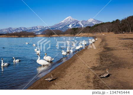 猪苗代湖　志田浜の白鳥 134745444