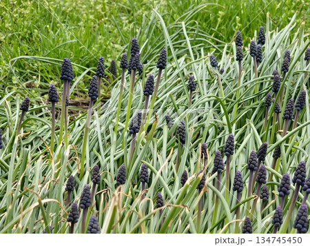 Muscari armeniacum, an ornamental spring flowers, bloom in early spring. Grape hyacinth Armeniacum, flowering blue plants in the spring garden. Muscari armeniacum, an ornamental spring flowers, bloom in early spring. Grape hyacinth Armeniacum, flowering blue plants in the spring garden. 134745450