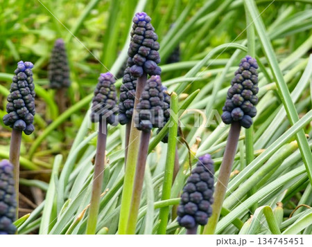 Muscari armeniacum, ornamental spring flowers, bloom in an early spring. Grape hyacinth Armeniacum, flowering blue plants in the spring garden. Muscari armeniacum, ornamental spring flowers, bloom in an early spring. Grape hyacinth Armeniacum, flowering blue plants in the spring garden. 134745451