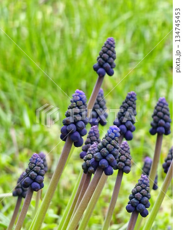 Muscari armeniacum, ornamental spring flowers, bloom in an early spring. Grape hyacinth Armeniacum, flowering blue plants in spring garden. 134745453