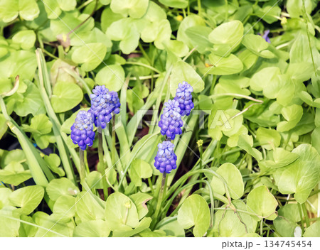 Muscari armeniacum, an ornamental spring flowers, bloom in early spring. Grape hyacinth Armeniacum, flowering blue plants in spring garden. 134745454