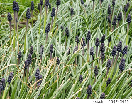 Muscari armeniacum, ornamental spring flowers, bloom in early spring. Grape hyacinth Armeniacum, flowering blue plants in the spring garden. Muscari armeniacum, ornamental spring flowers, bloom in early spring. Grape hyacinth Armeniacum, flowering blue plants in the spring garden. 134745455