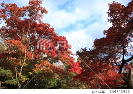 秋の空と紅葉 134745498