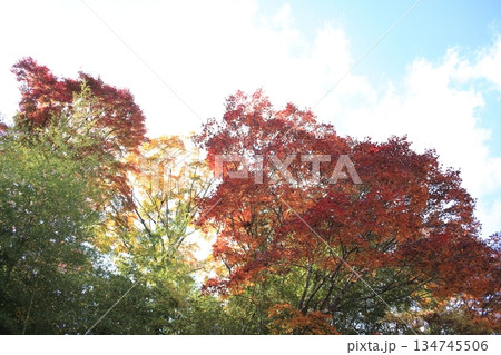 紅葉したモミジと青空 134745506