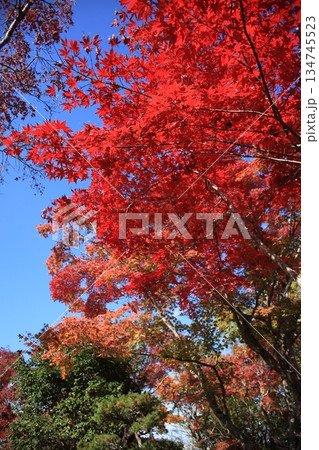 秋の青空と紅葉 134745523