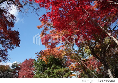 紅葉したもみじ 紅葉したもみじ 134745568