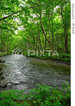 新緑に包まれた奥入瀬渓谷の渓流(青森県十和田市) 新緑に包まれた奥入瀬渓谷の渓流(青森県十和田市) 134745584