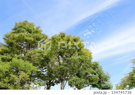 色づくケヤキの葉 秋空 色づくケヤキの葉 秋空 134745736