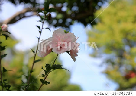 可愛い　八重咲　ムクゲの花 134745737