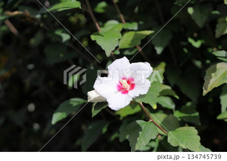爽やか ムクゲの花 爽やか ムクゲの花 134745739