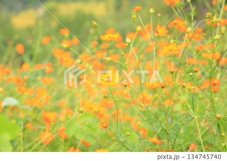 明るい　キバナコスモスの花 134745740