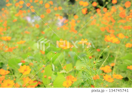 明るい　キバナコスモスの花 134745741