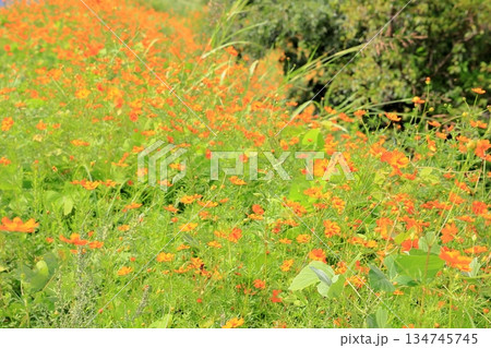 明るい キバナコスモスの花 明るい キバナコスモスの花 134745745