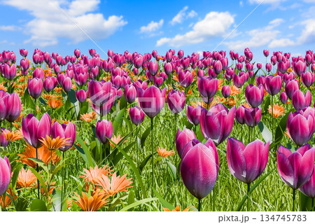 爽やかな春のイメージ 134745783