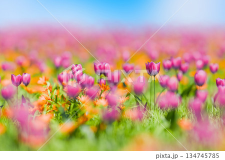 爽やかな春のイメージ 134745785