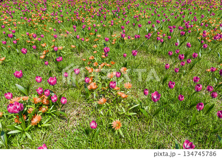 爽やかな春のイメージ 134745786