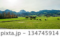 雪のモレゾン山を背景に放牧されるグリュイエールの牛。グリュイエール, フリブール州, スイス 雪のモレゾン山を背景に放牧されるグリュイエールの牛。グリュイエール, フリブール州, スイス 134745914
