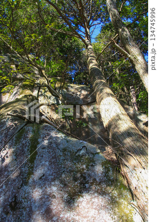 観音正寺 134745996