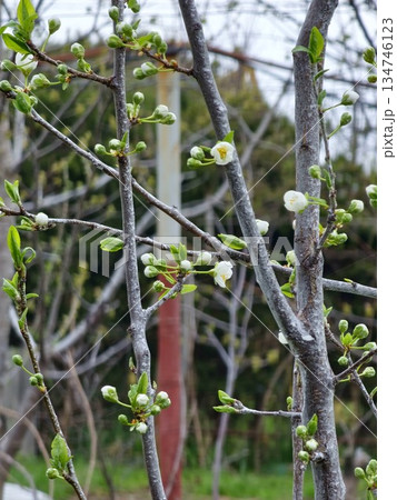 Chinese plum or Prunus salicina blossoms in the early spring. Blurred background 134746123