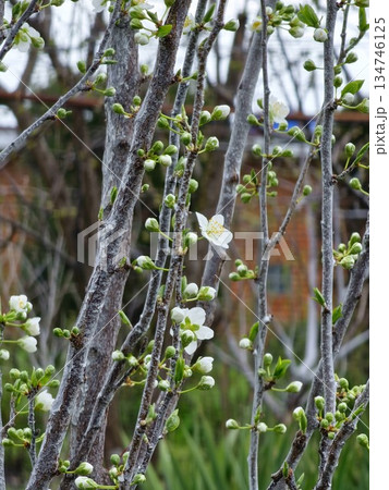 Chinese plum or Prunus salicina blossoms in early spring. Blurred background 134746125