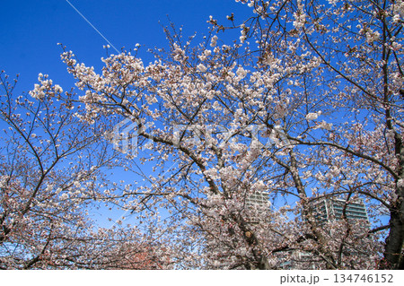 さくら 134746152