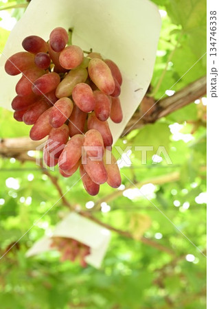 白根グレープガーデンのぶどう（新潟県） 134746338