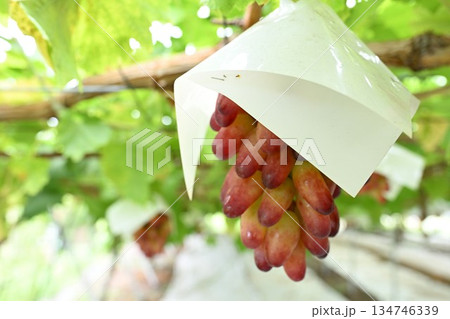 白根グレープガーデンのぶどう（新潟県） 134746339