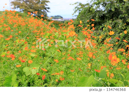 明るい　キバナコスモスの花 134746368