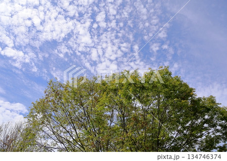 色づくケヤキの葉 秋空 色づくケヤキの葉 秋空 134746374