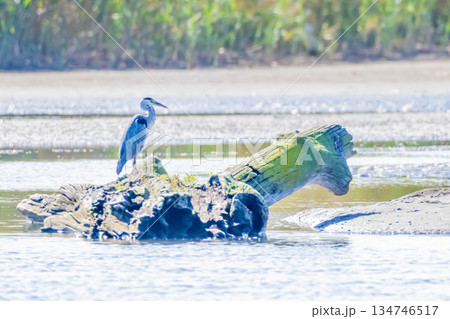 アオサギ アオサギ 134746517