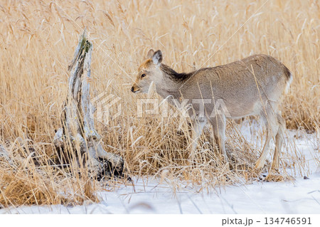 エゾシカ 134746591
