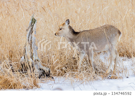 エゾシカ エゾシカ 134746592