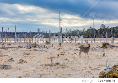エゾシカ 134746614