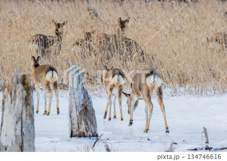 エゾシカ 134746616