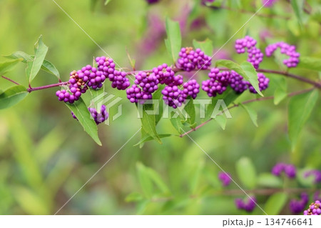 爽やか コムラサキの実 爽やか コムラサキの実 134746641