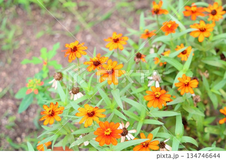 可愛い　ジニアの花 134746644