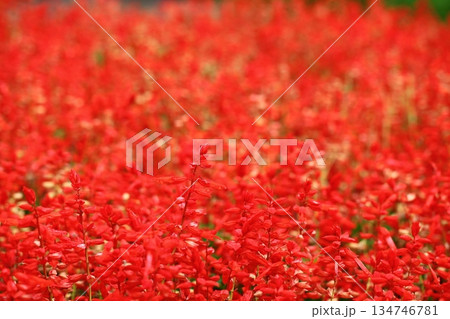 サルビアの花の群落 サルビアの花の群落 134746781