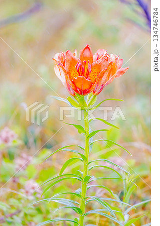 エゾスカシユリ 134746784