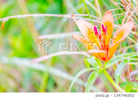 エゾスカシユリ 134746802