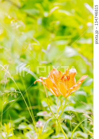 エゾスカシユリ 134746815