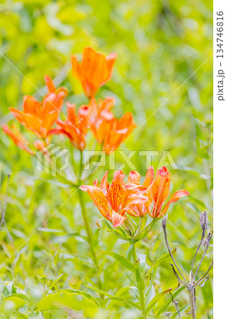 エゾスカシユリ 134746816