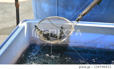 Shrimp aquaculture tank seafood harvest fresh water scoop mesh net Shrimp aquaculture tank seafood harvest fresh water scoop mesh net 134746915