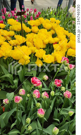 Lisse, Netherlands - April 8 2023: Beautiful Flowers at Keukenhof Gardens Lisse, Netherlands - April 8 2023: Beautiful Flowers at Keukenhof Gardens 134746930